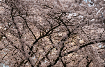 Best Places in America for Viewing Cherry Blossoms